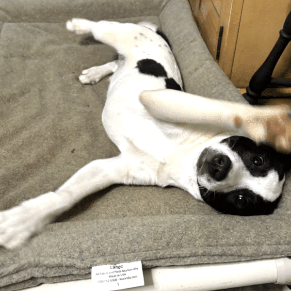 Cicero, a black and white lab/hound mix, 6 mo old, lying on a sofa on his side with his front paw up in the air